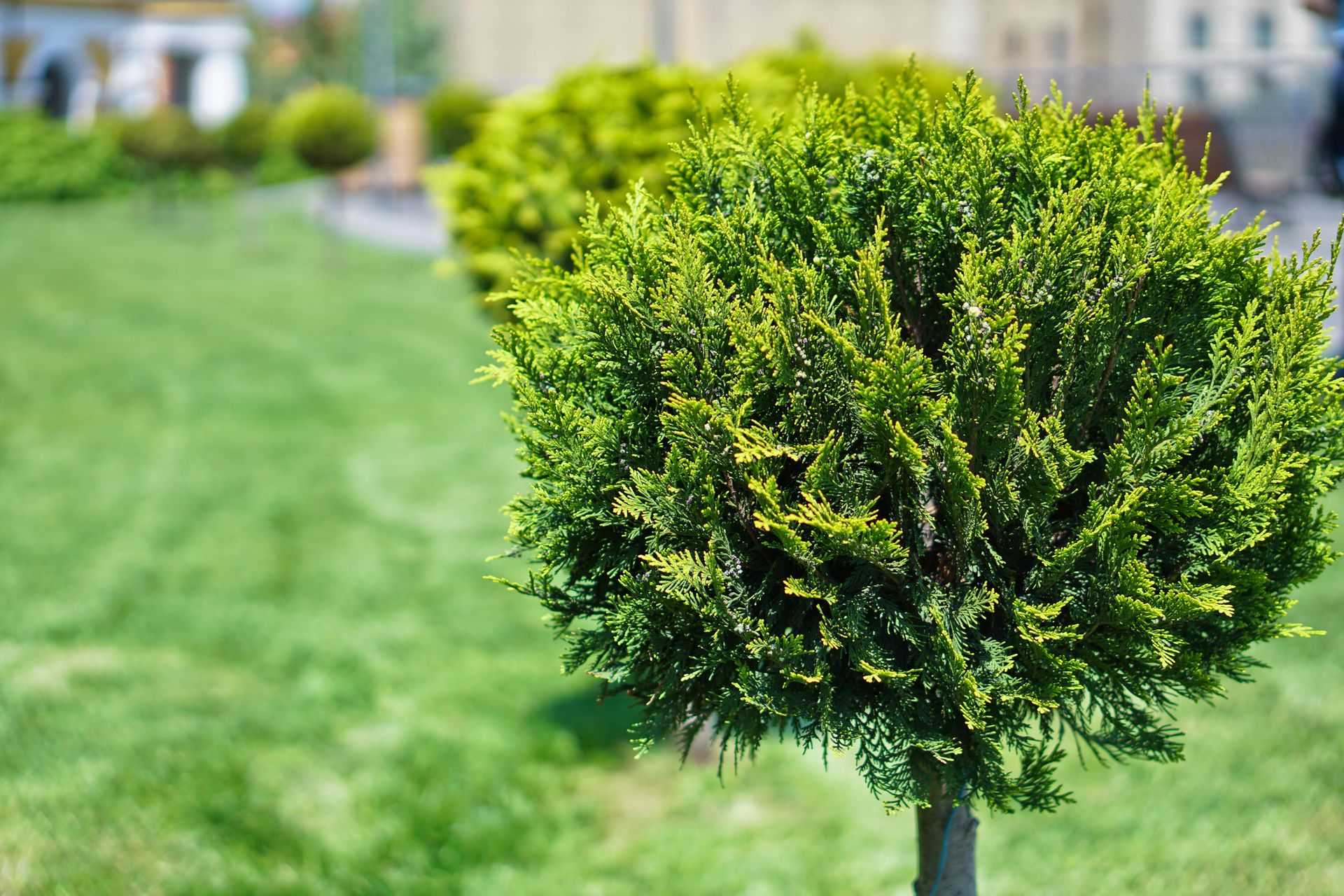 Small trimmed green tree in a sunny grassy park with a blurred building in the background