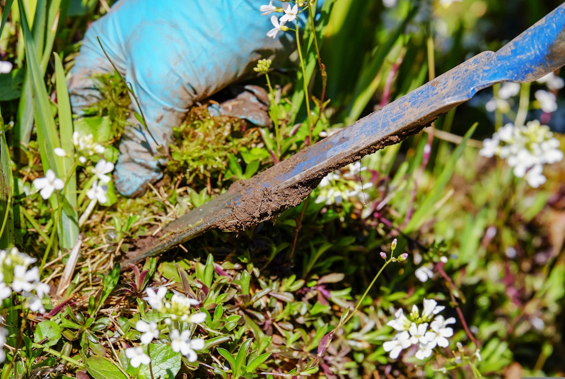 Gloved hand using a trowel to dig in soil among small white flowers and green plants