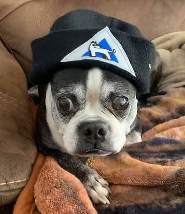 A small dog wearing a hat is laying on a couch.