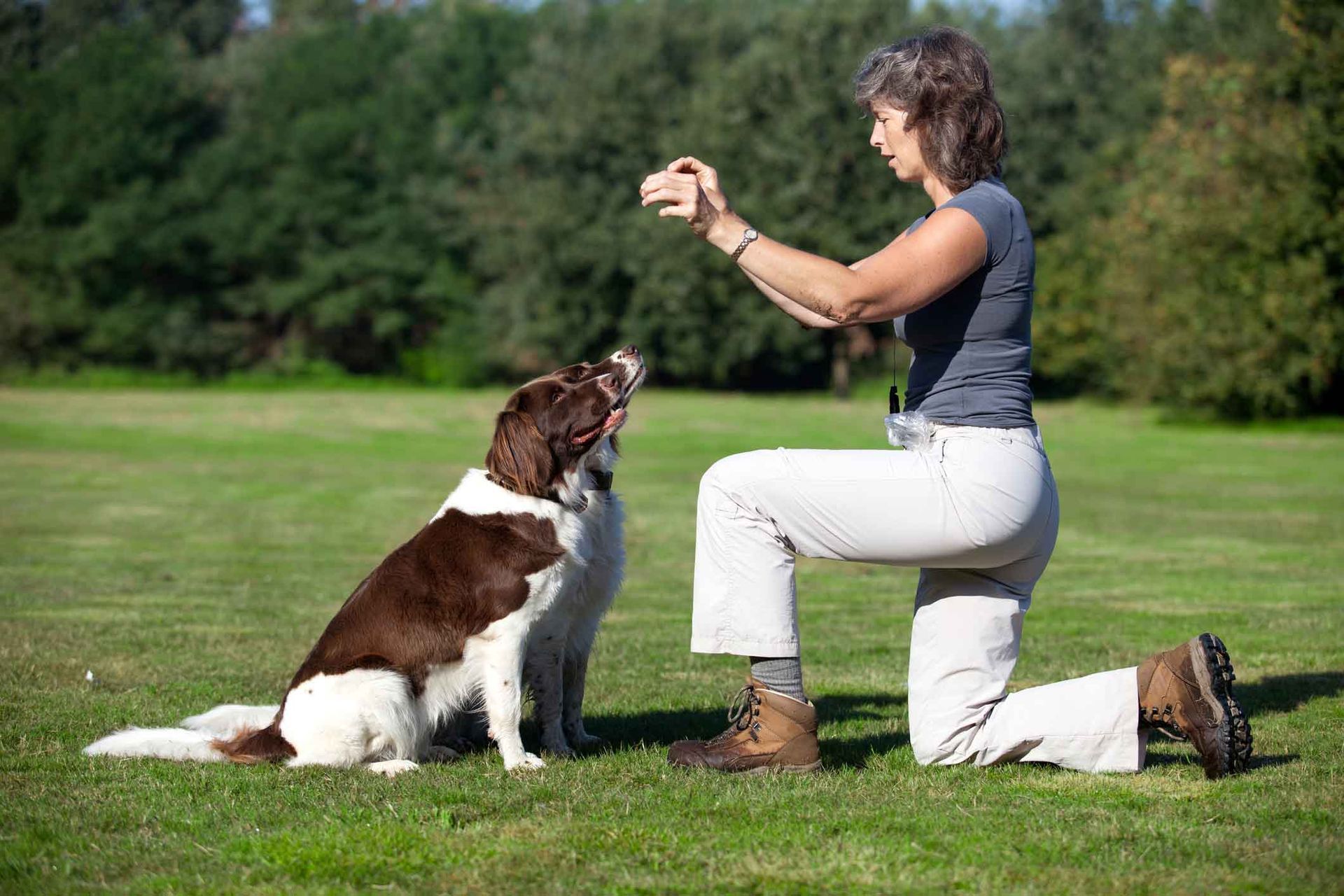 Two seated dogs are waiting for their dog biscuit from a female trainer outdoors. Two seated dogs are waiting for their dog biscuit from a female trainer outdoors.
