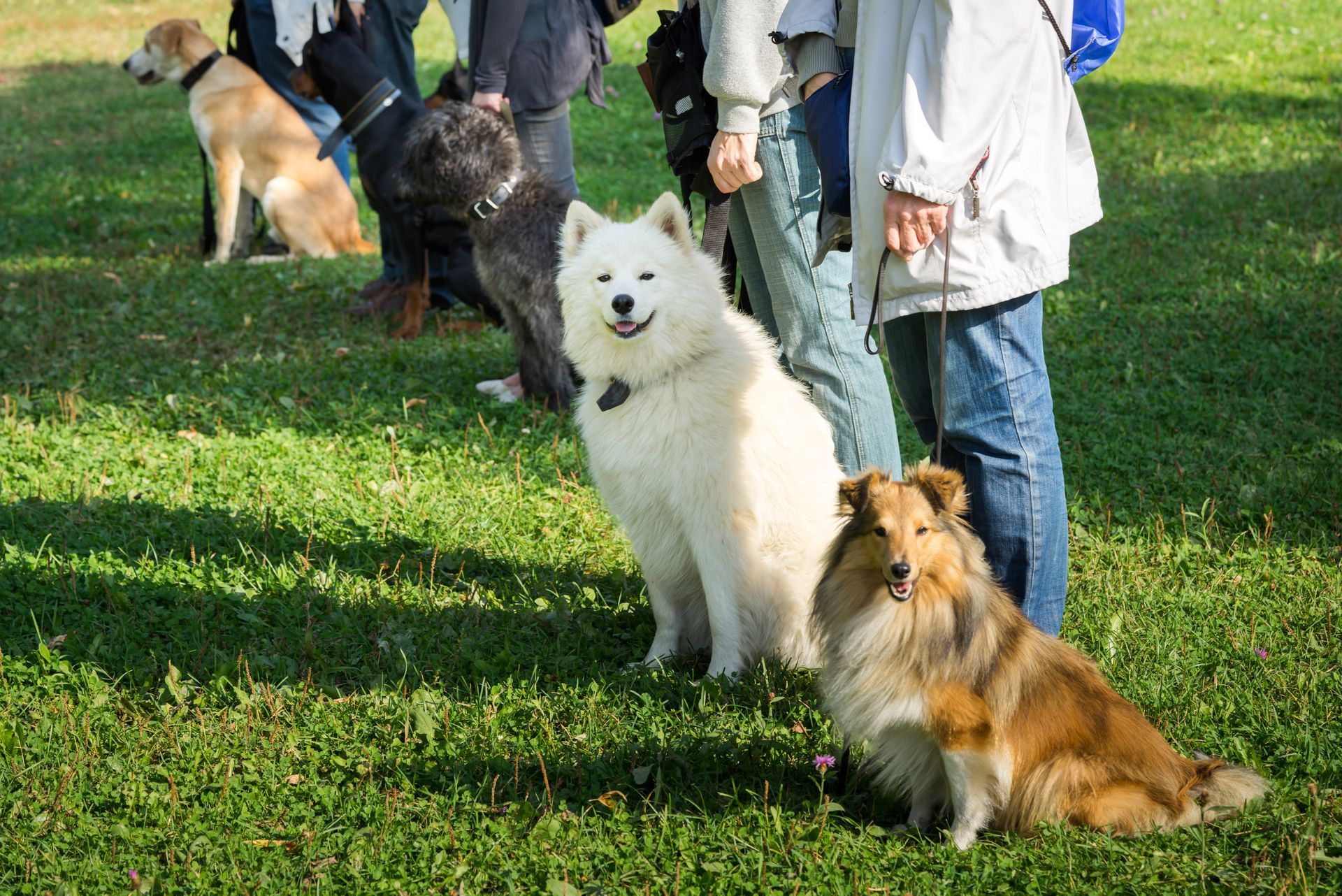 Group of dogs sitting beside handlers during an outdoor training session on grass.