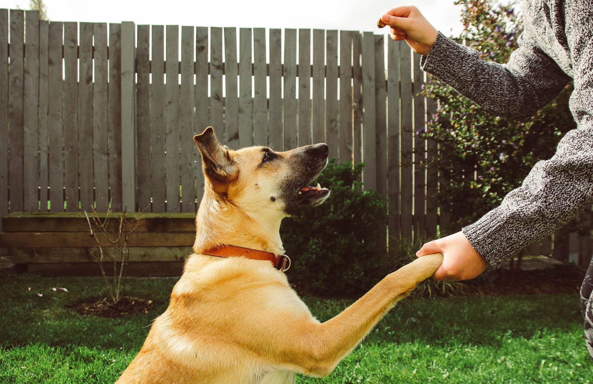 A person is giving a dog a high five in a backyard.