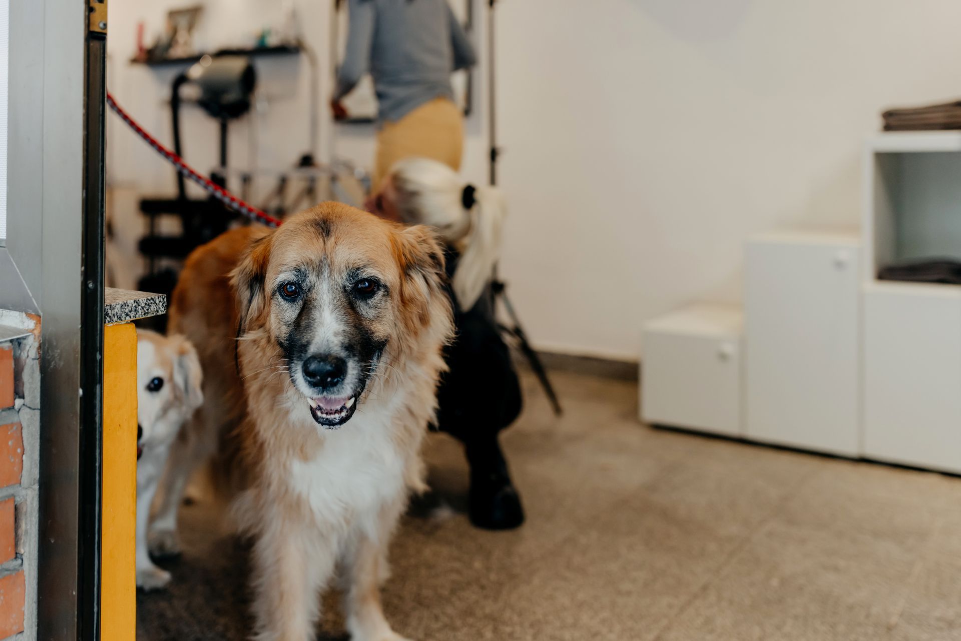 A group of dogs are standing next to each other in a room. A group of dogs are standing next to each other in a room.