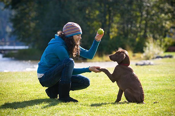 A woman is kneeling down to give a ball to a dog.