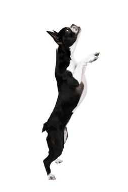 A black and white dog is standing on its hind legs. A black and white dog is standing on its hind legs.
