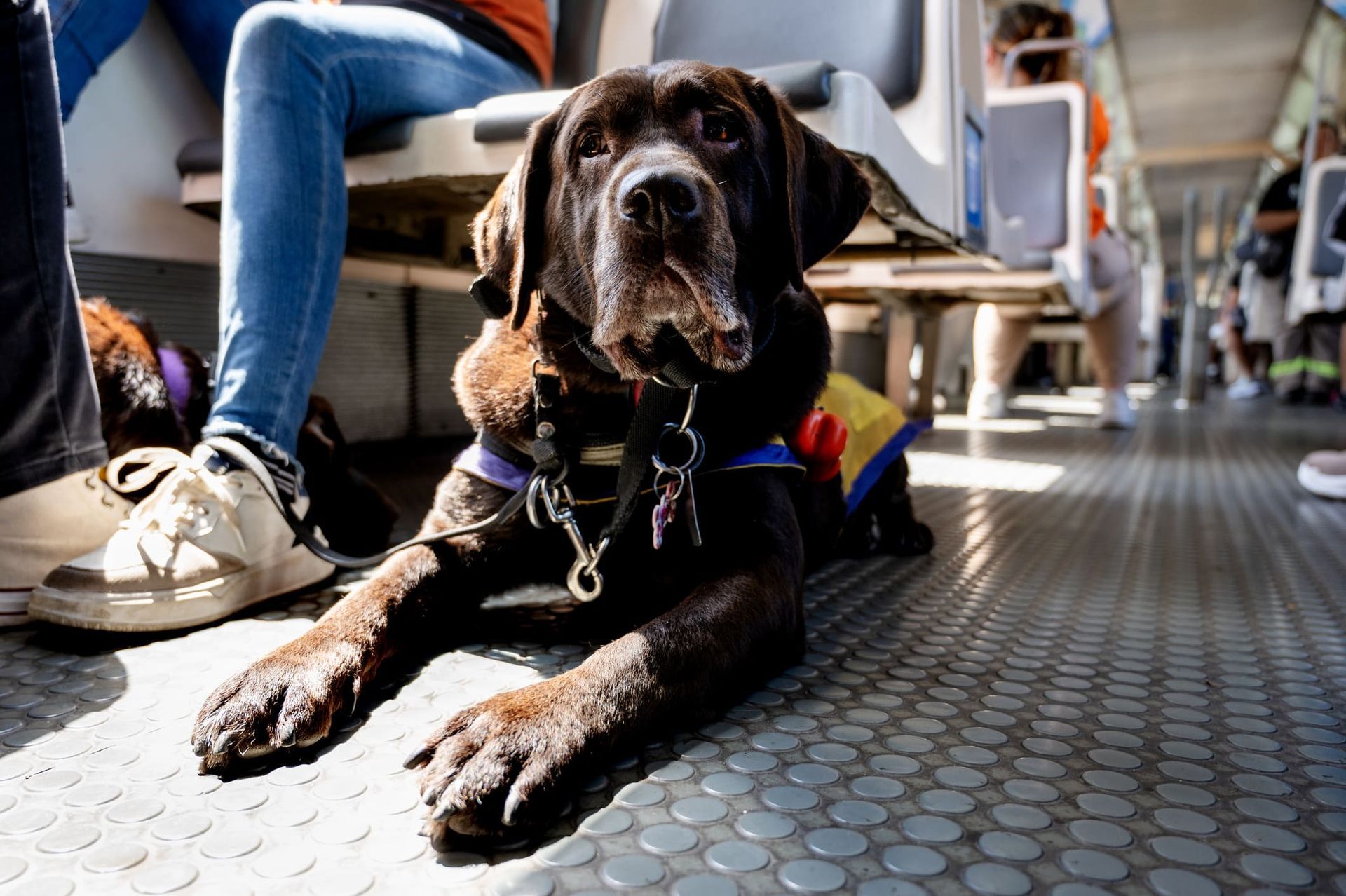 A brown dog is laying on the floor of a train.