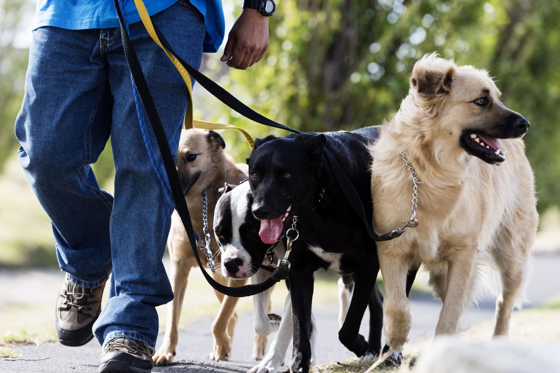 A man is walking three dogs on a leash