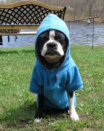 A black and white dog wearing a blue hoodie