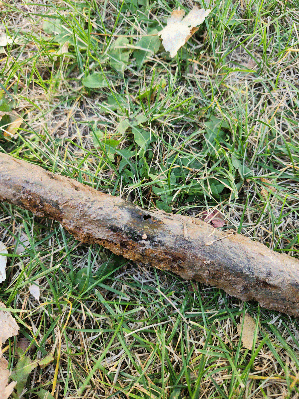 A weathered fallen branch lying on green grass with a dry leaf nearby.