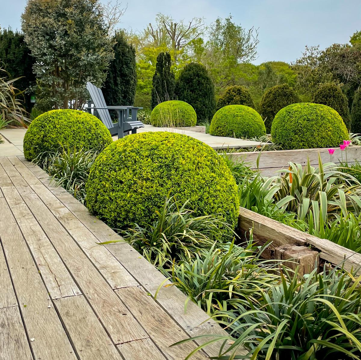 A walled garden with mature shrubs and a box parterre