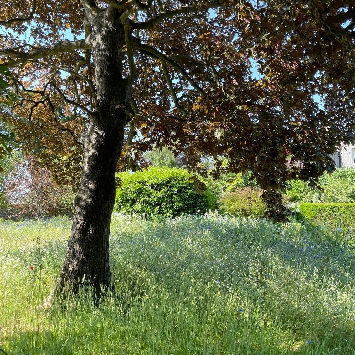 a wildflower meadow