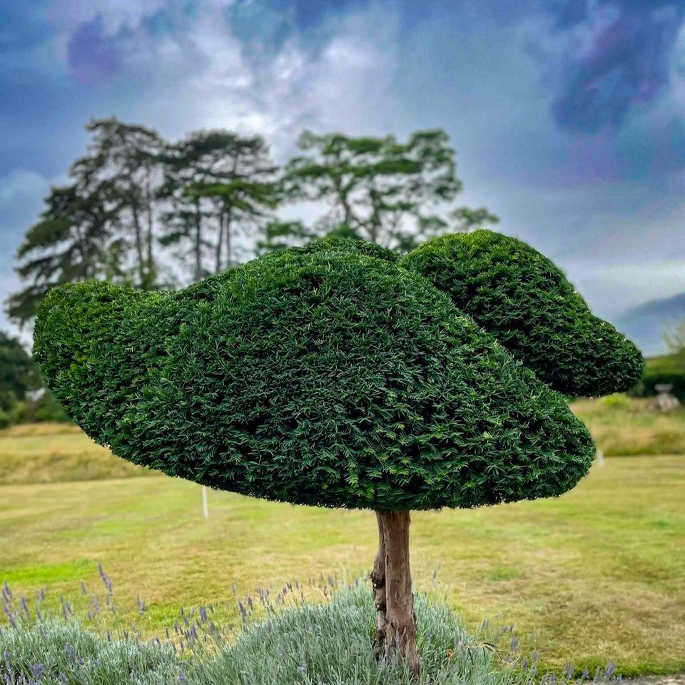 Clipped yew topiary