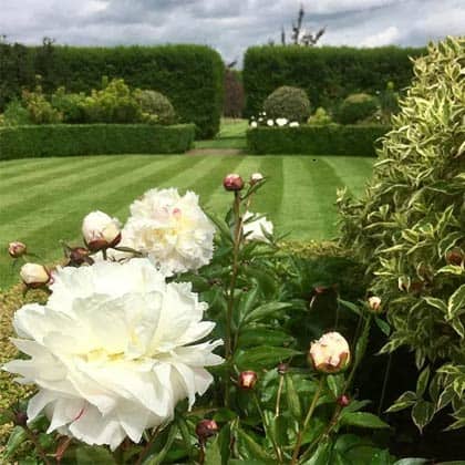 A contemporary English country garden with high hedging 