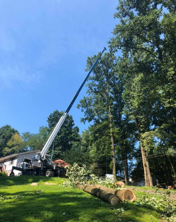 A crane trimming a tall tree on a sunny day. Cut tree sections lie on the grass in front of a house.