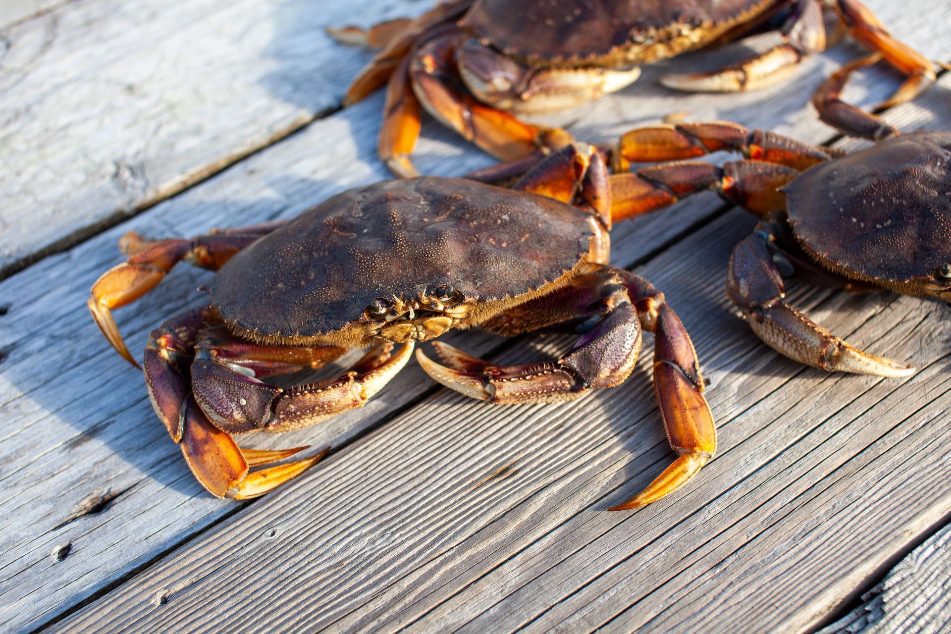 Crabs on weathered wooden planks, brown shells and orange claws.