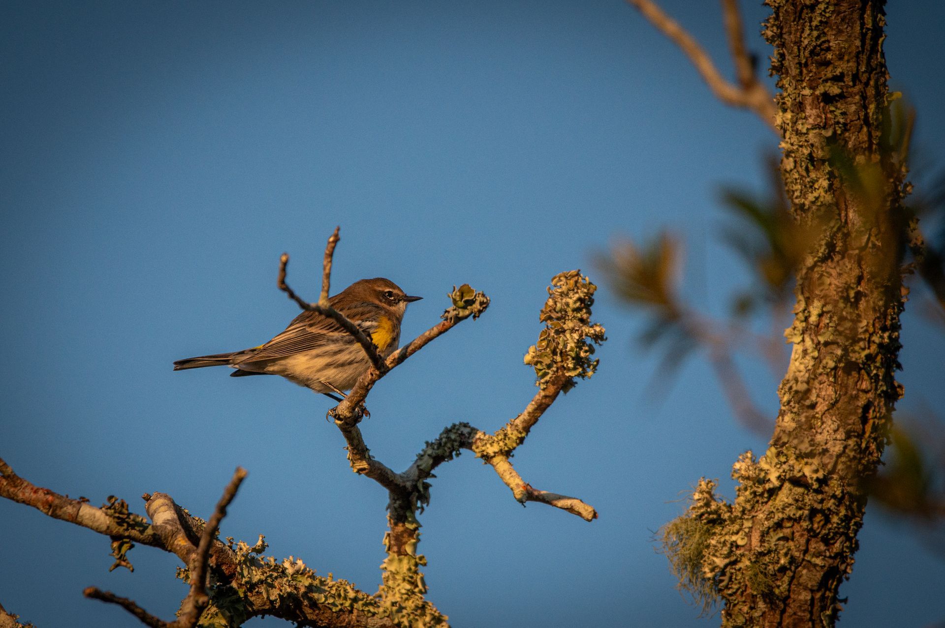 Yellow-rumped warbler perched on a tree branch, against a blue sky.