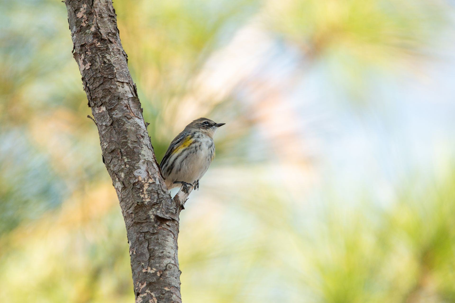 Bird with gray and yellow feathers perched on a tree branch, with a blurred green and yellow background.