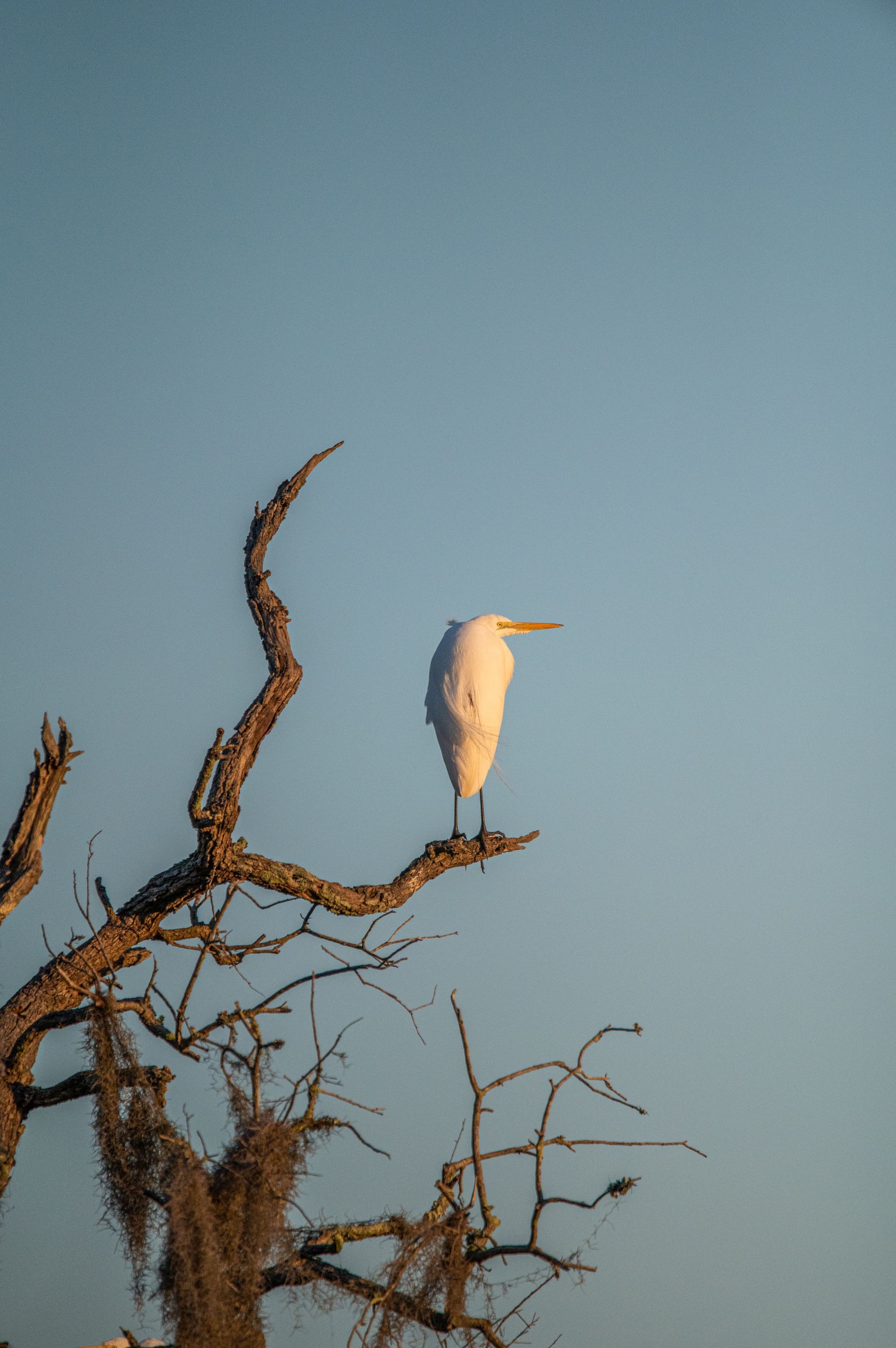 White egret perched on a bare, sunlit tree branch against a clear blue sky.