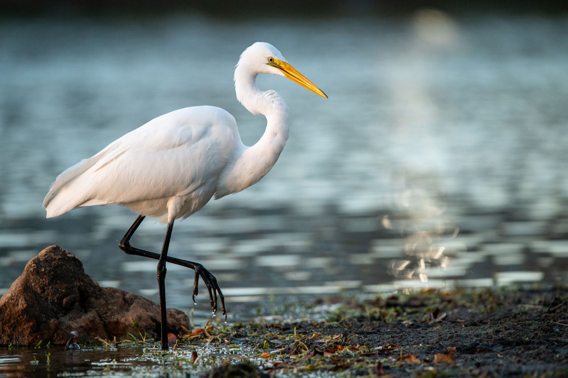 White great egret with yellow beak, standing in water on one leg.