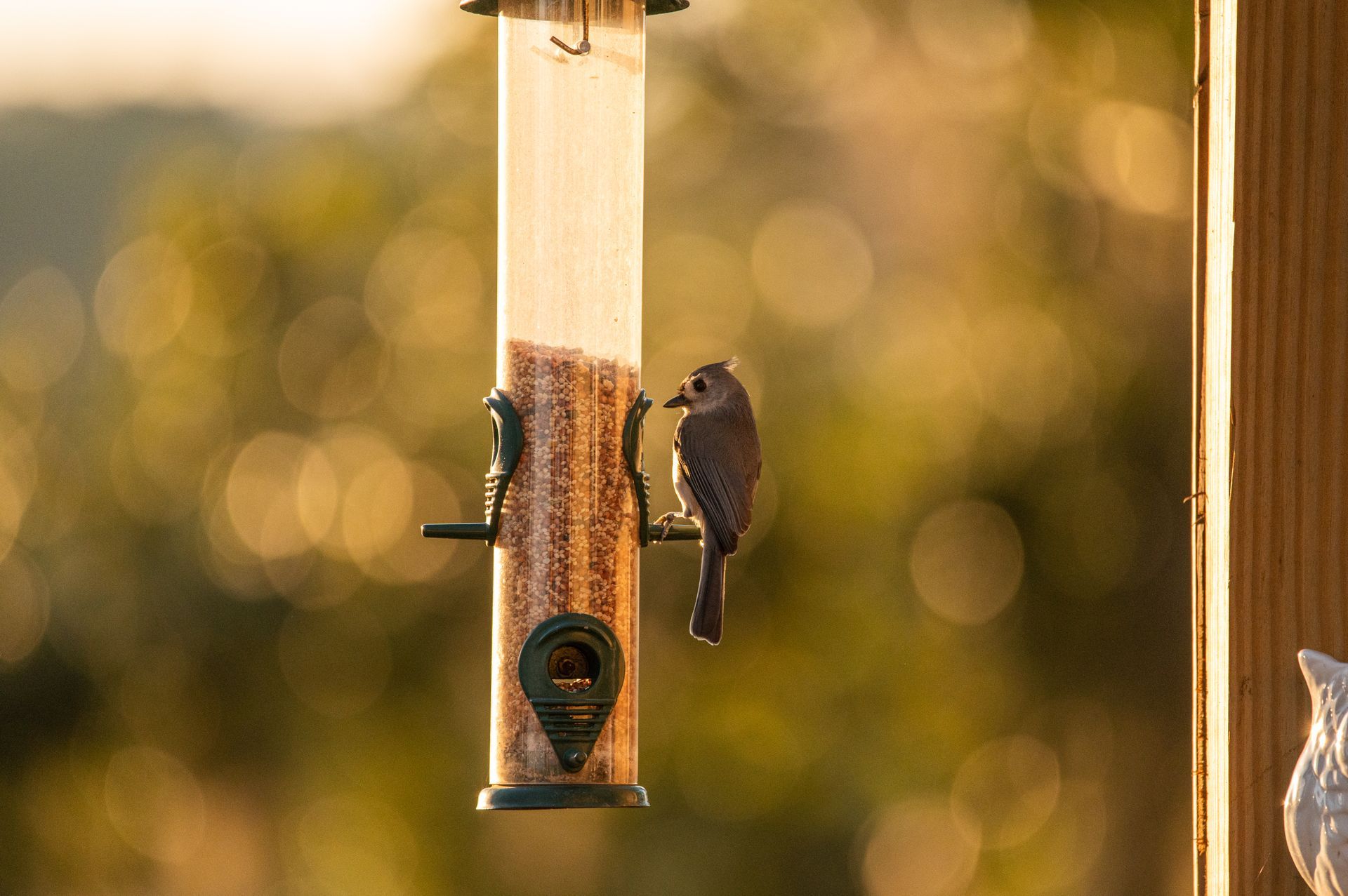 Bird perched on a bird feeder filled with seeds, against a blurred green and gold background.