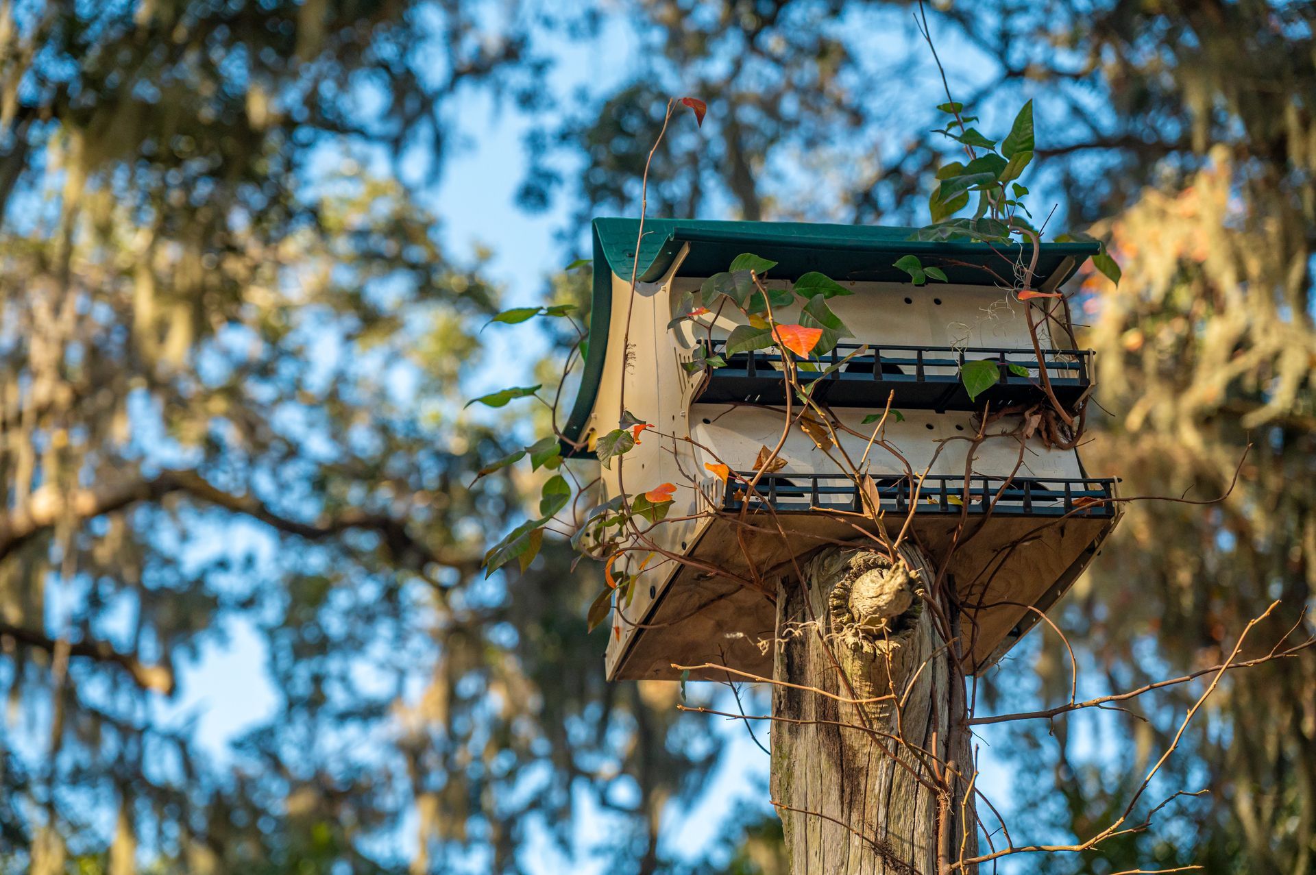 Birdhouse on a wooden post, greenery growing around it, with blurred trees in the background.