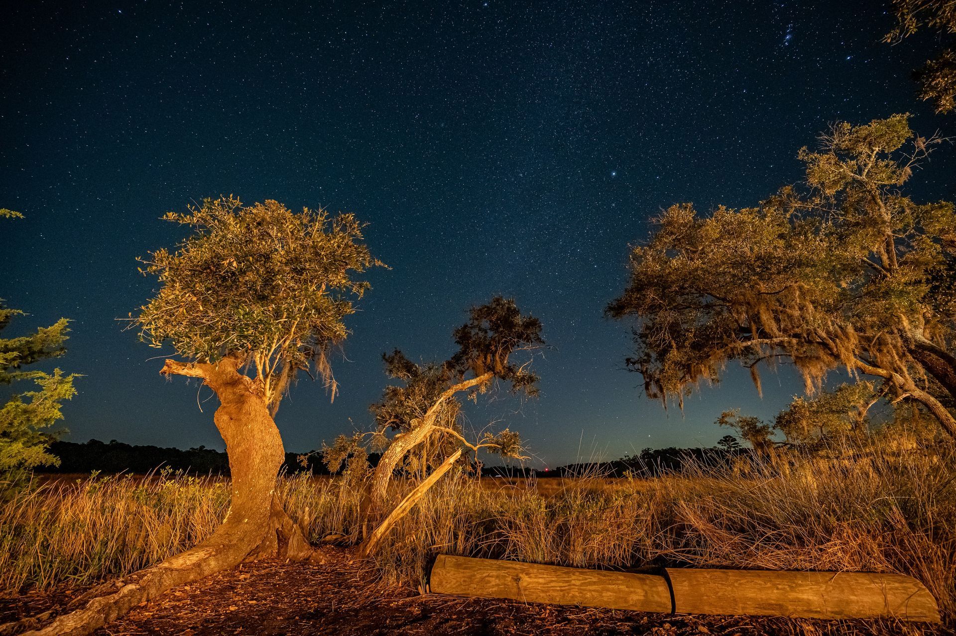Night sky with stars over trees and field.