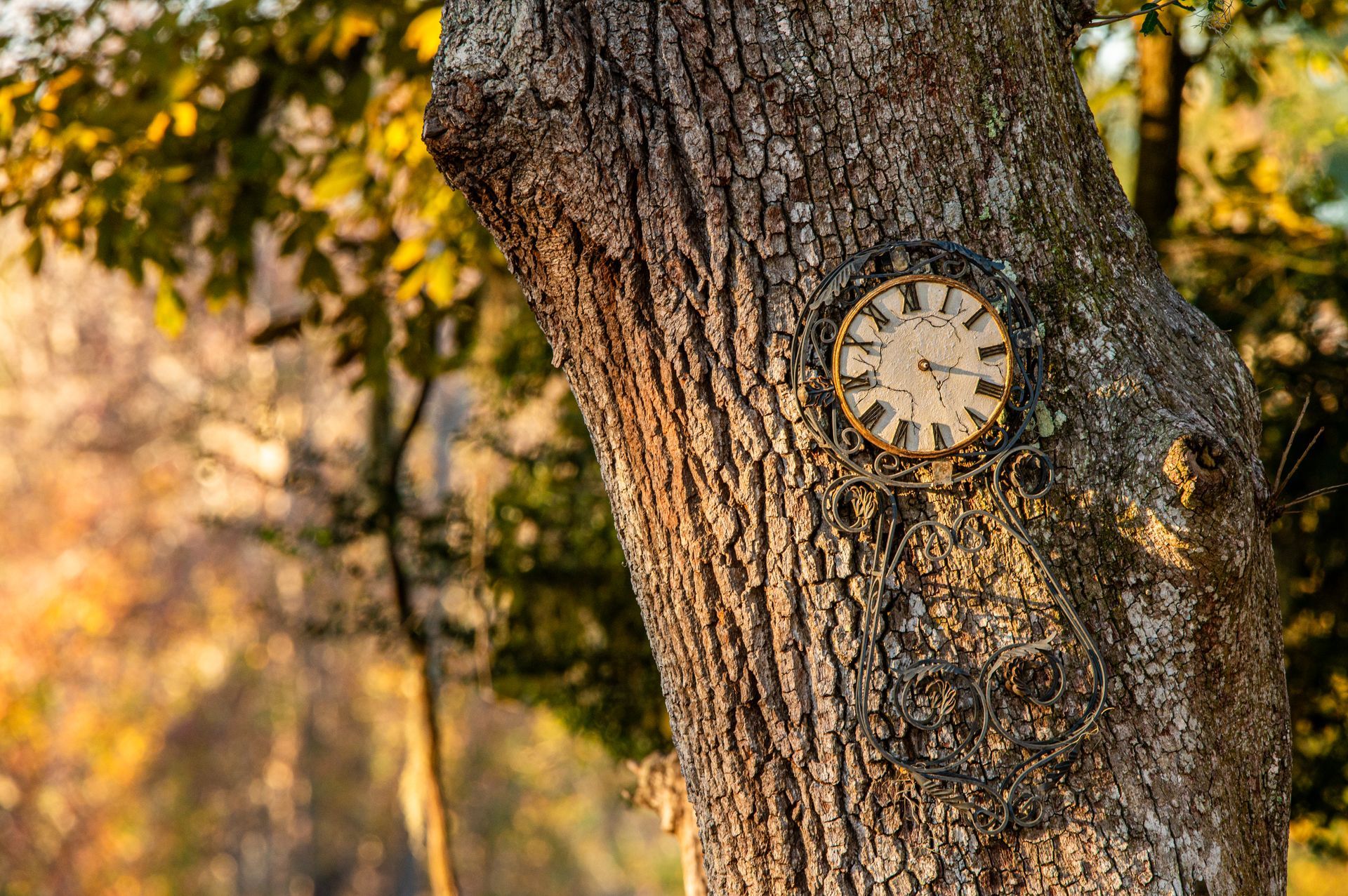Clock embedded in the bark of a tree trunk, set in a sunny forest.