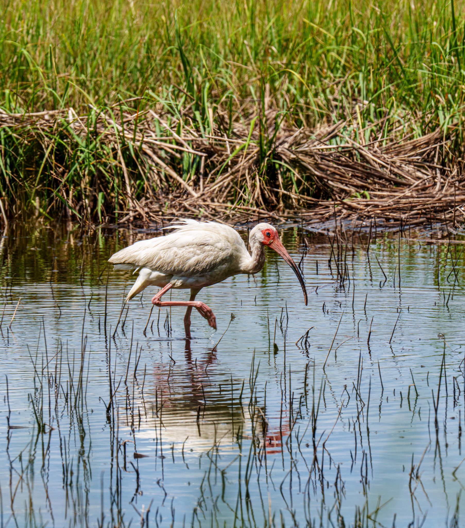 White ibis wading in shallow water, probing with its long beak. Tall grass in the background.