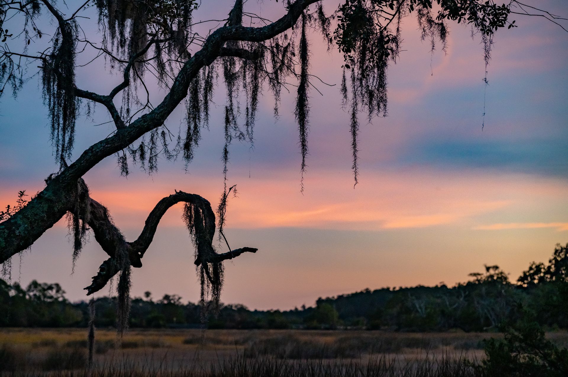 Sunset over a marsh with a tree branch covered in Spanish moss in the foreground.