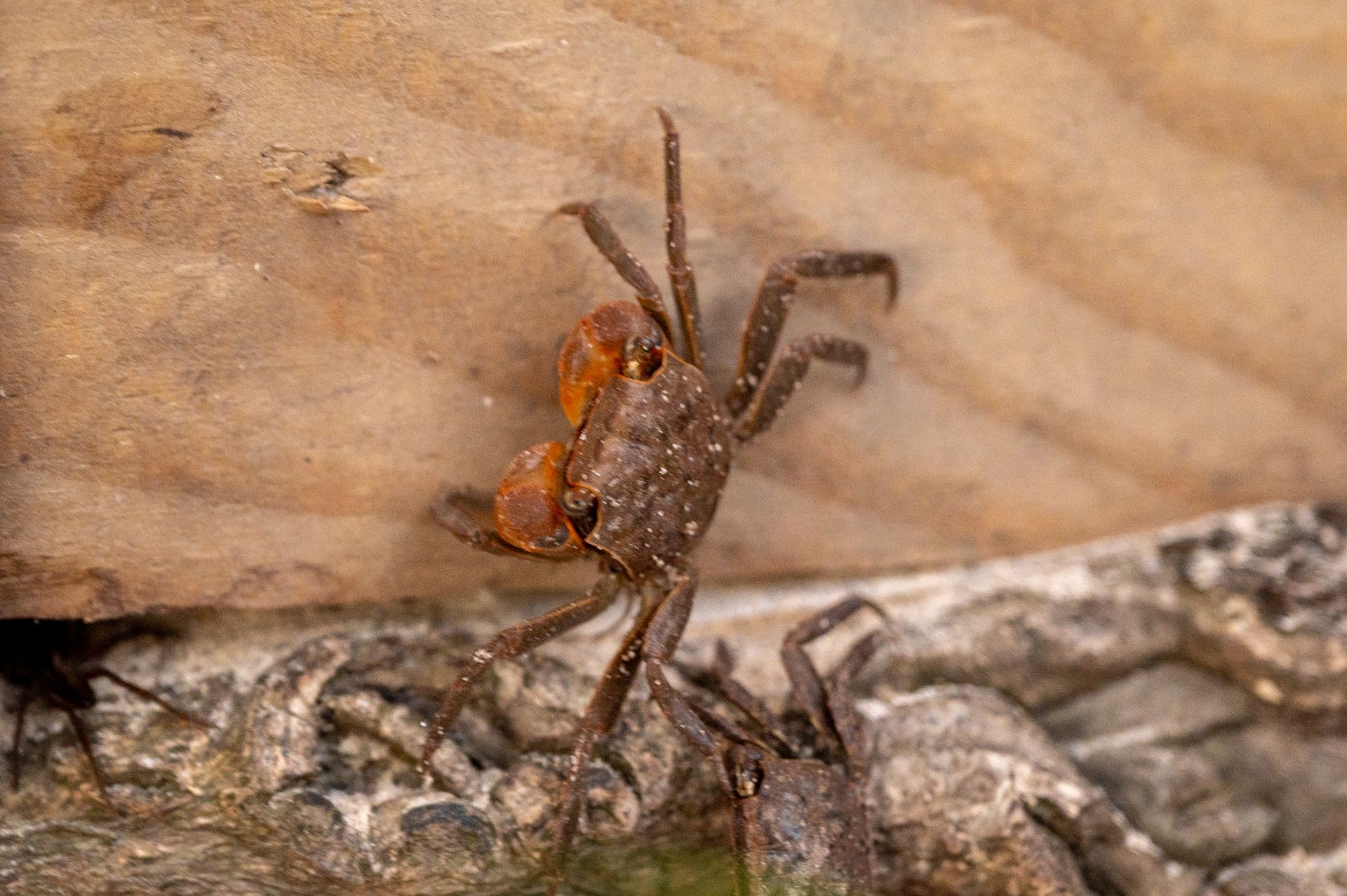 Brown crab near rock and sand.