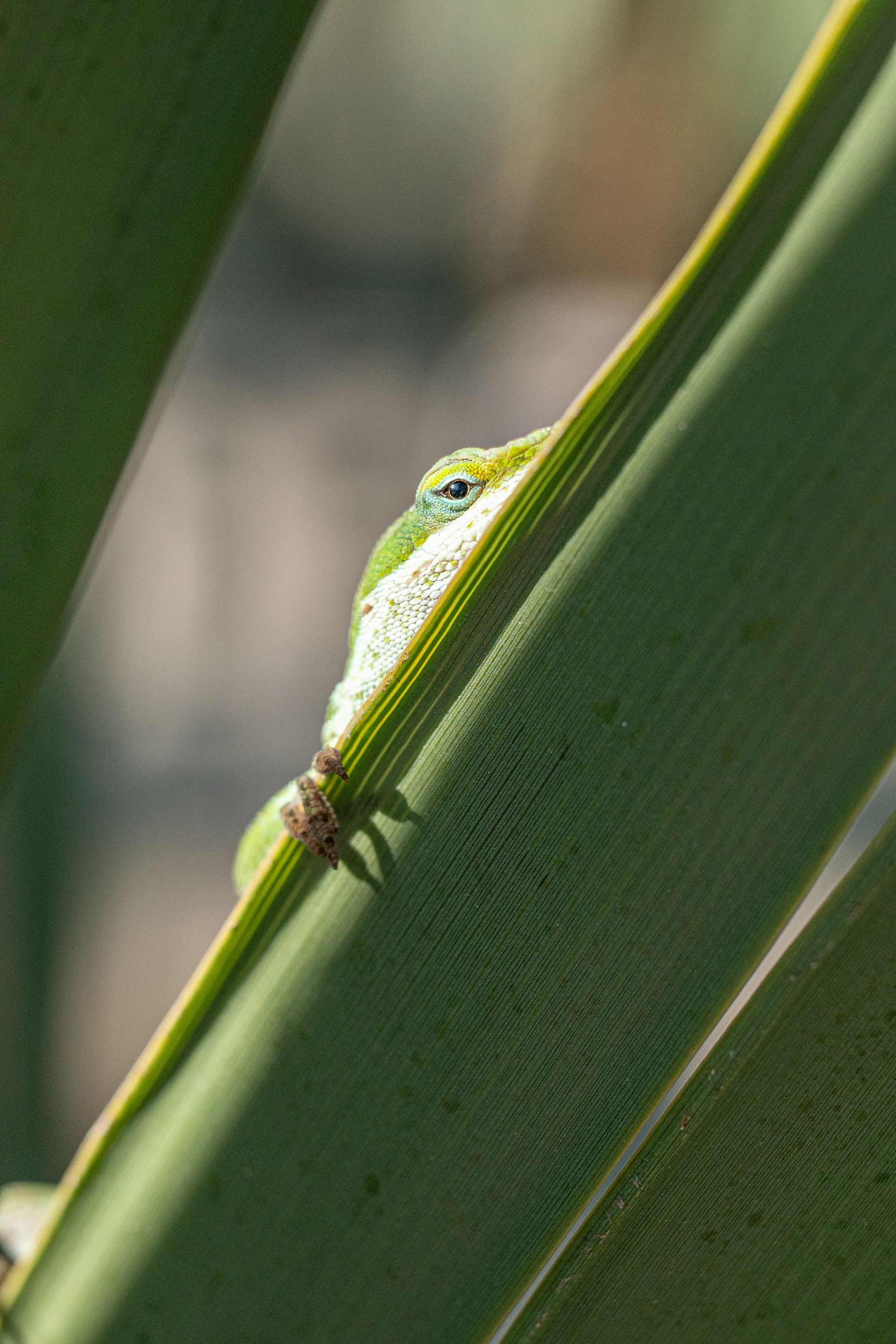 Green gecko clinging to a green palm frond.