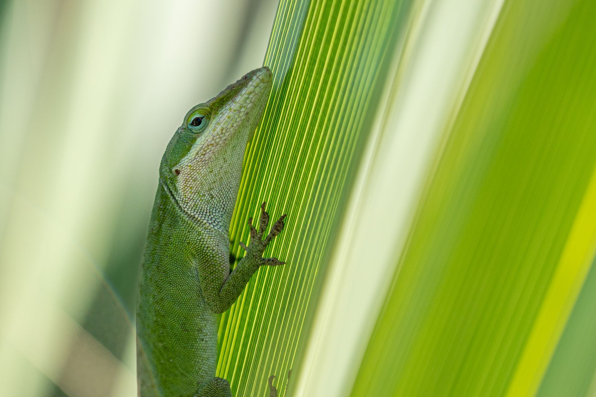 Green anole lizard clinging to a green and yellow leaf.
