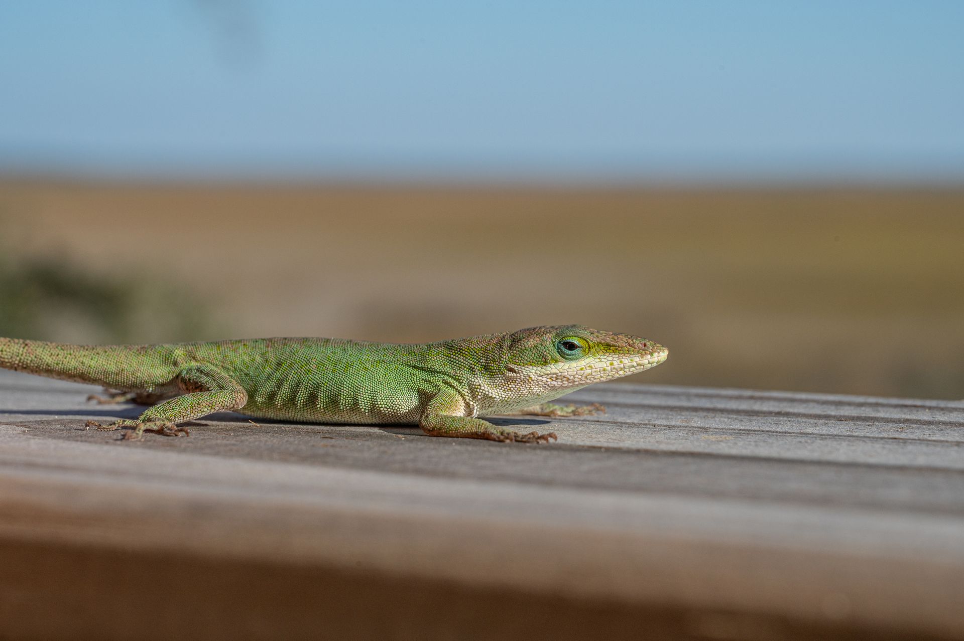 Green lizard perched on a wooden rail, blurred brown and blue background.