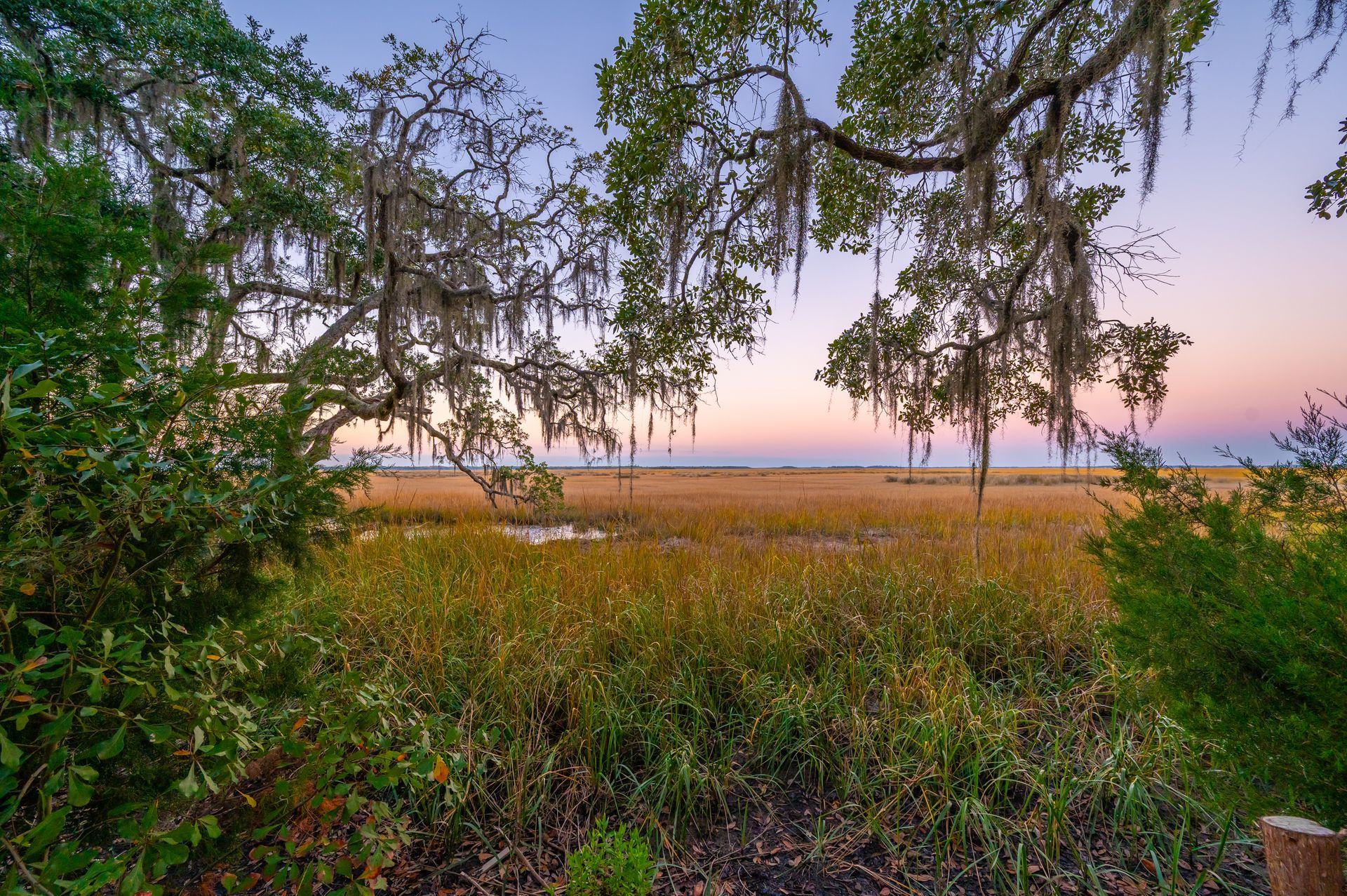 Marsh at sunset, framed by trees with Spanish moss, golden grasses, and a colorful sky.