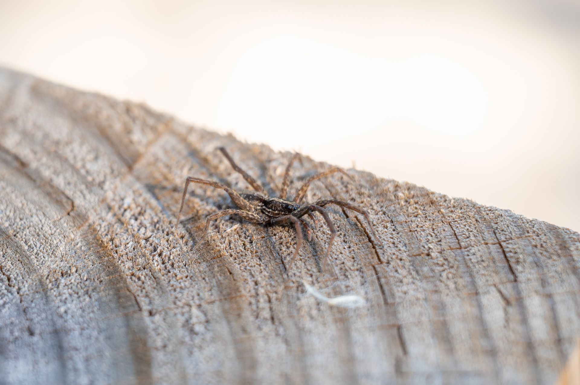 Spider on a wooden surface, legs extended. Brown and grey tones, natural light.