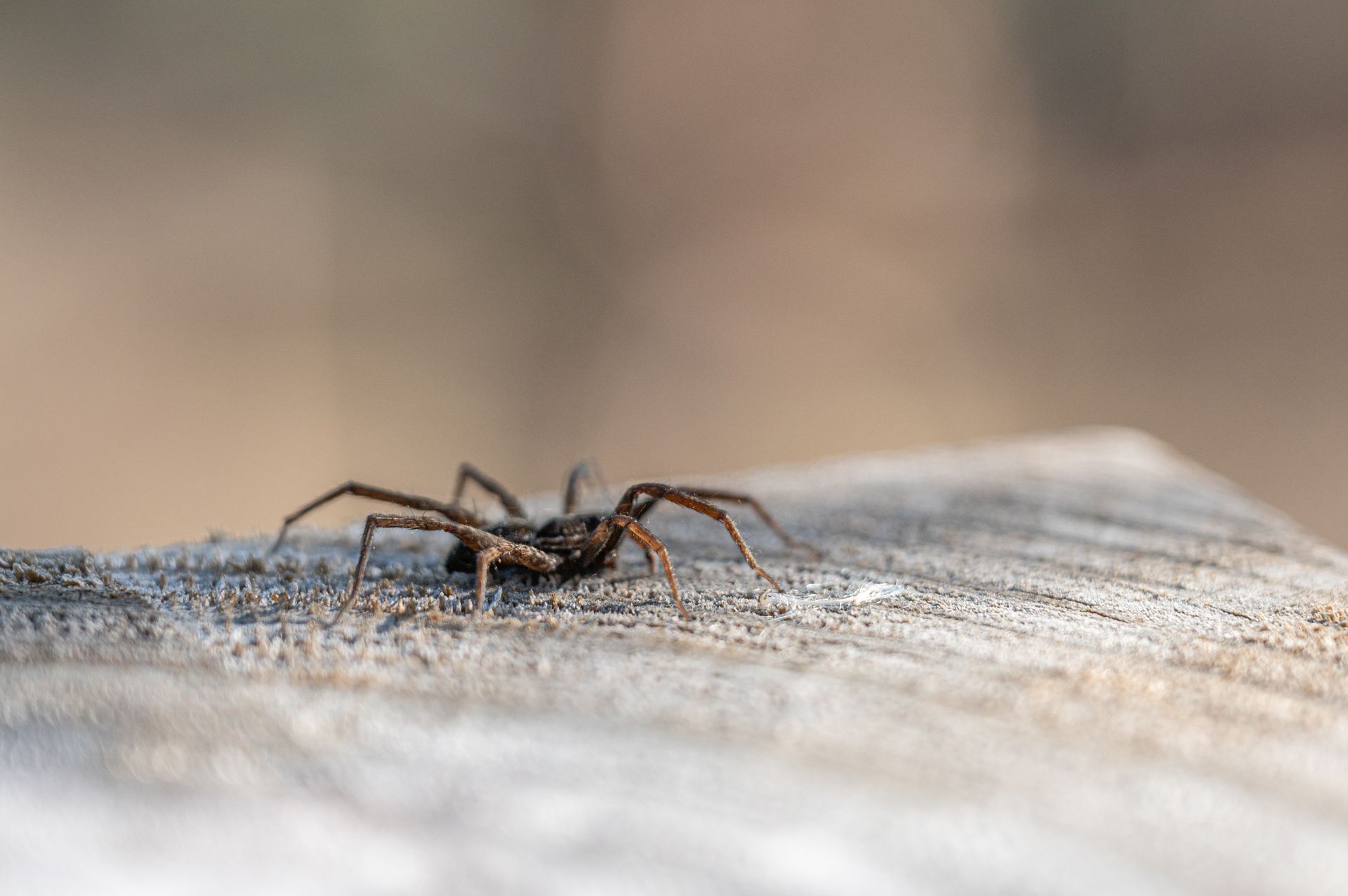 Spider with long legs on a weathered wooden surface.