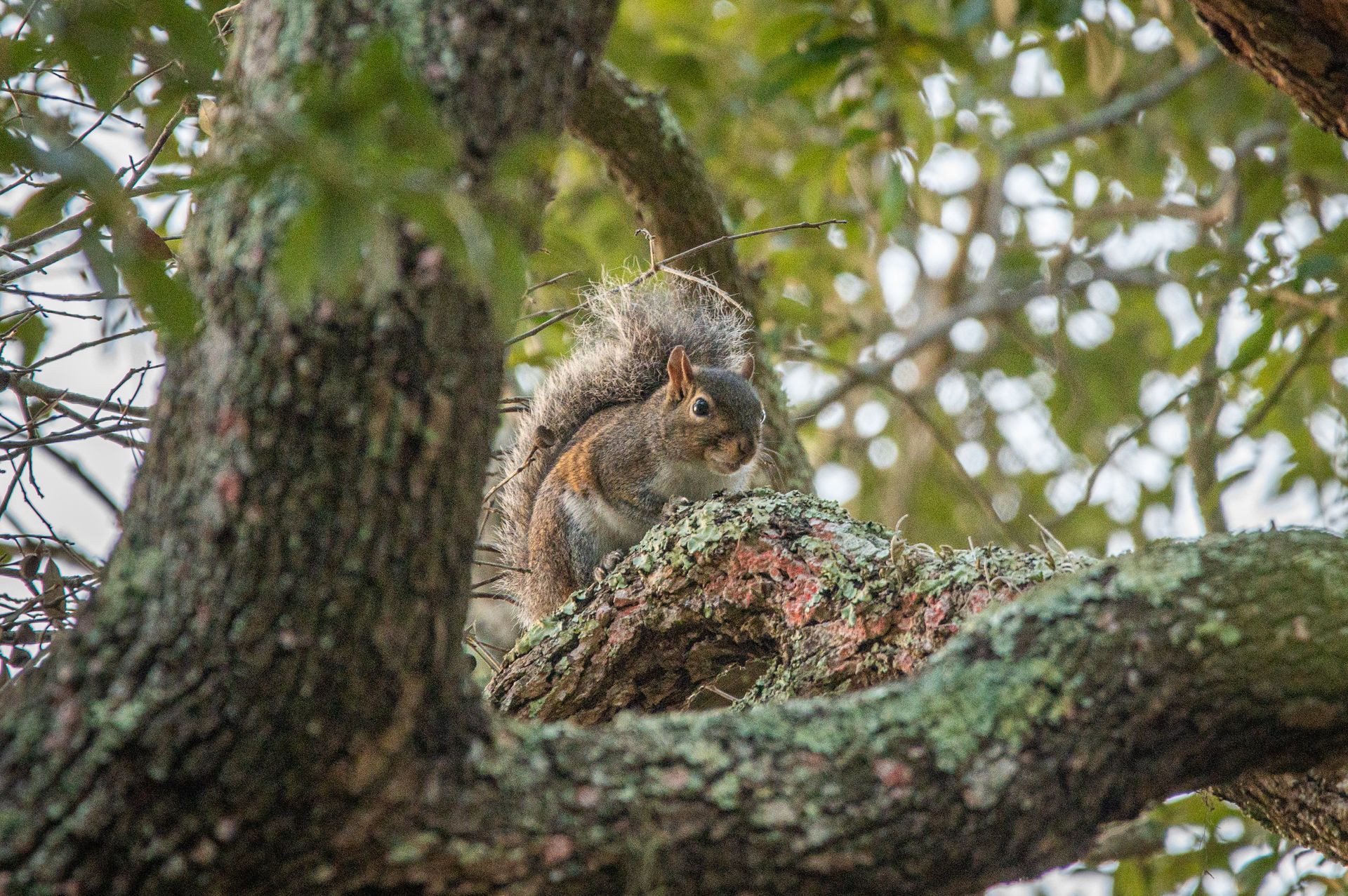 Squirrel perched on a moss-covered tree branch, looking down. Green leaves and branches frame the scene.