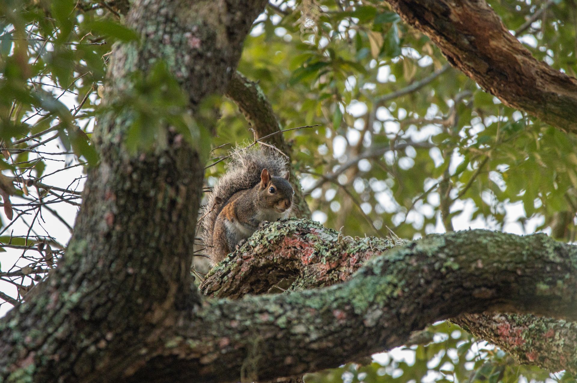 Squirrel perched on a mossy tree branch, looking alert. Green leaves and a bright sky in the background.