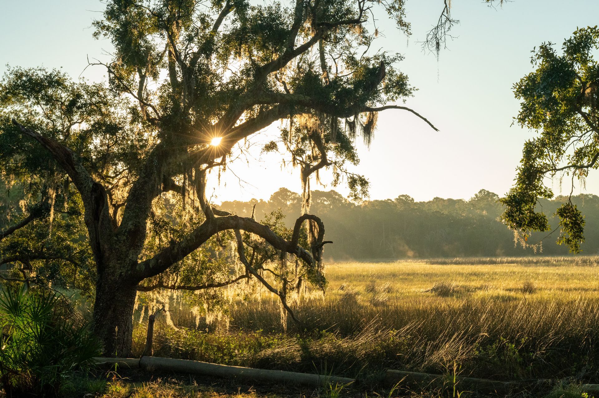 Sunlight through a large tree with Spanish moss; a marshy field in the distance.