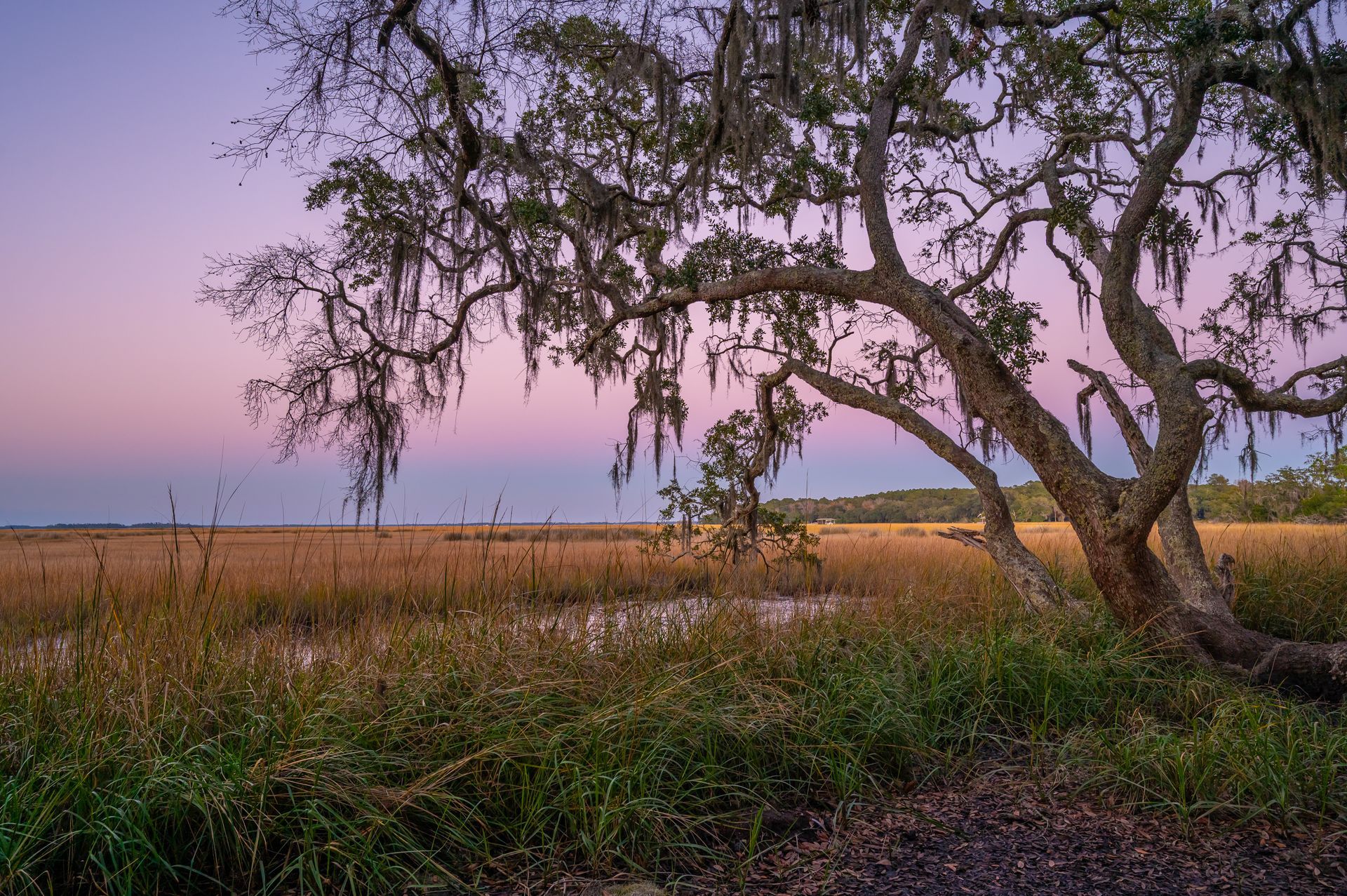 Marsh at dusk with a tree draped in Spanish moss; pastel sky above tall grass.
