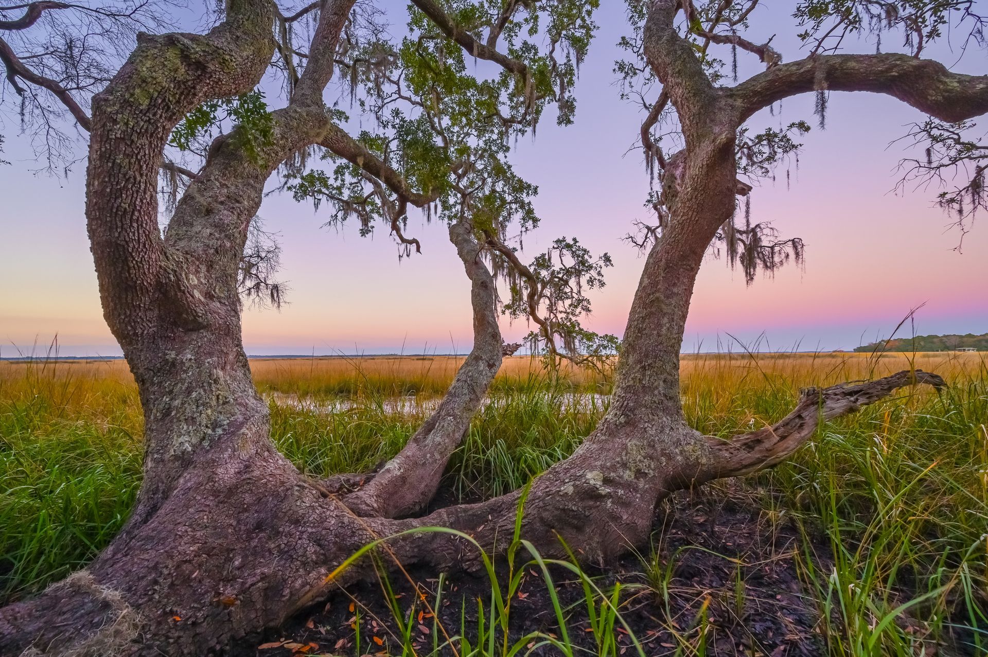 Tree with moss-draped branches, overlooking a marsh at sunset.