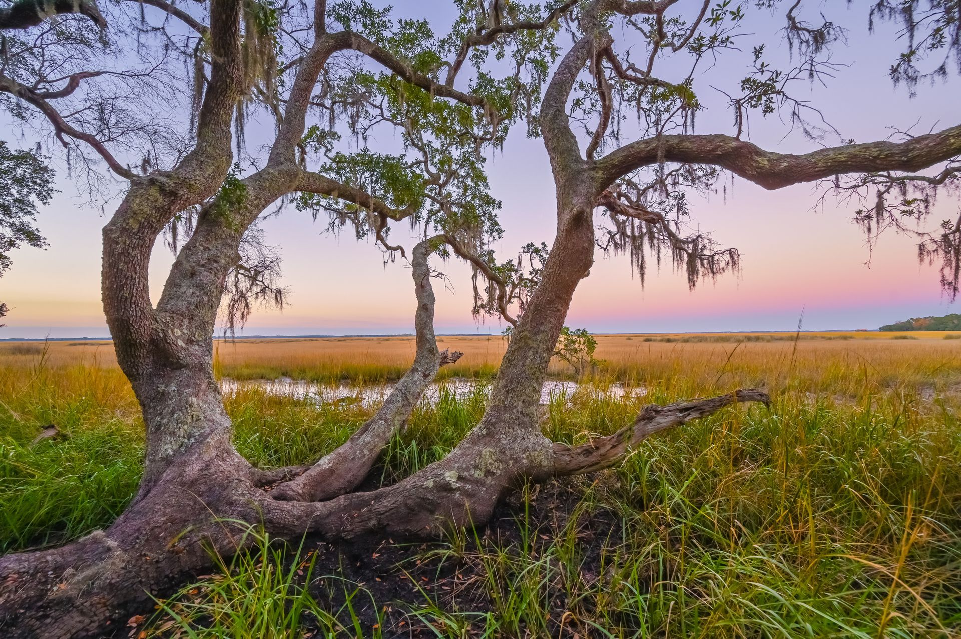 Twisted tree with Spanish moss overlooks a marsh at sunset, warm hues in the sky.