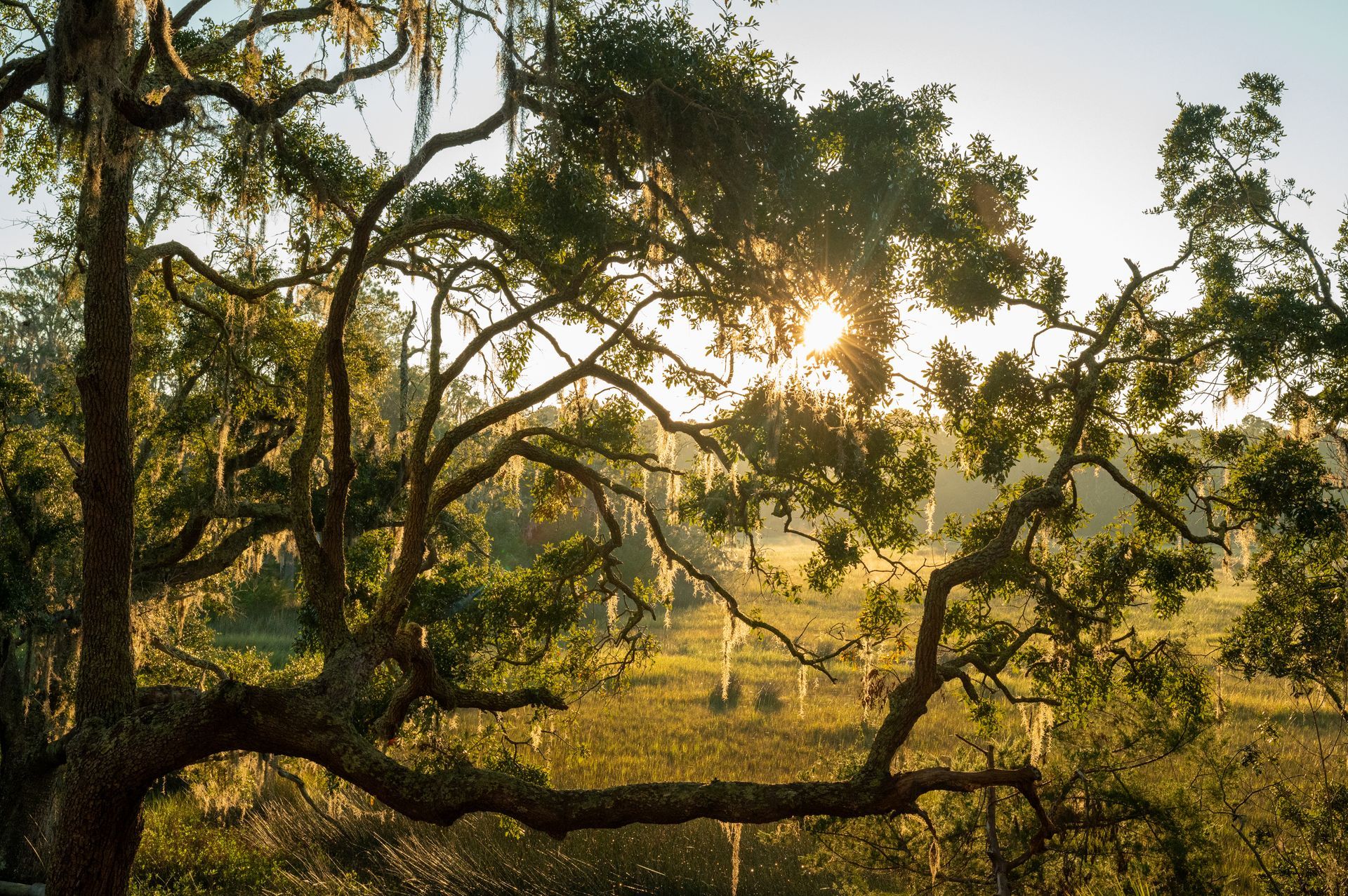 Sun shining through a large tree with leafy branches and Spanish moss, overlooking a field.