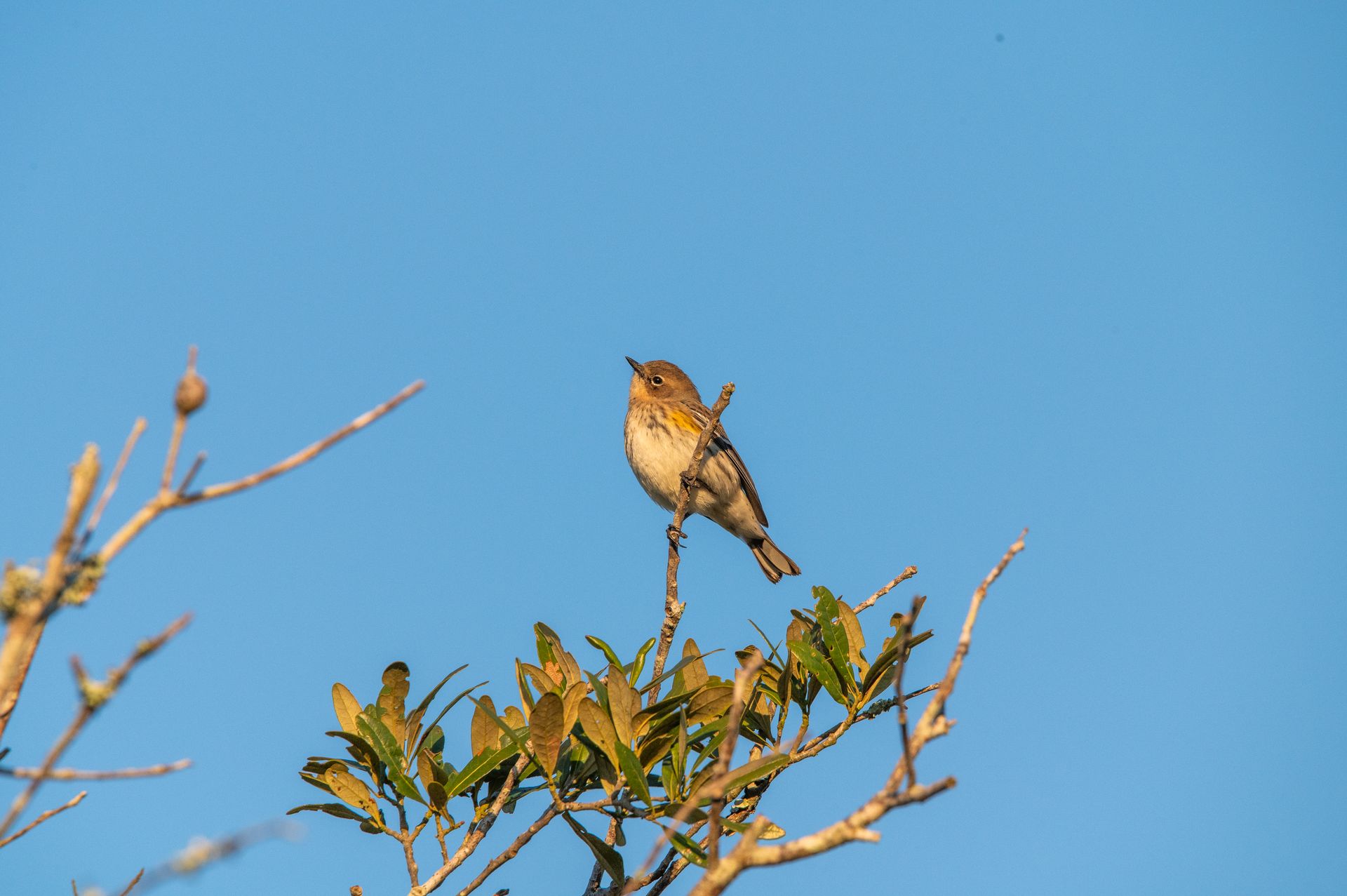 Small bird with tan and brown plumage perched on a tree branch against a blue sky.