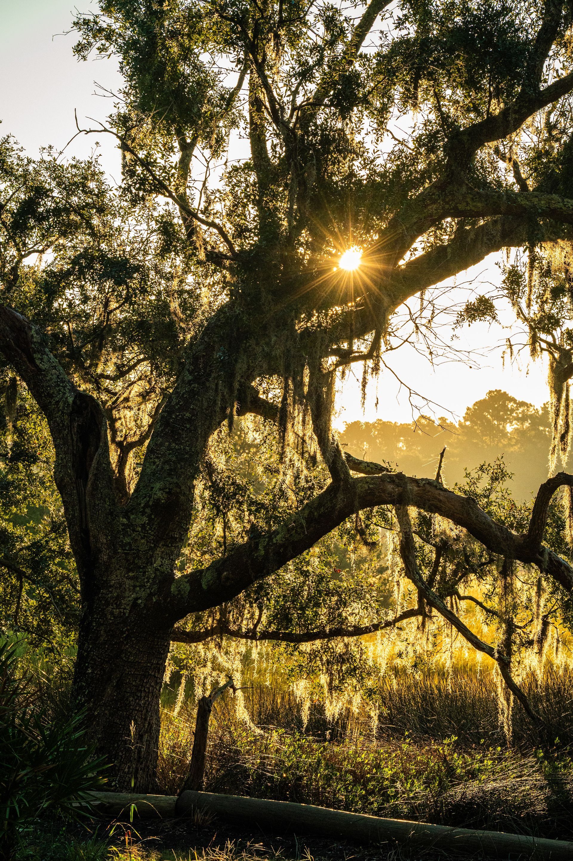Sun shining through a large tree with Spanish moss; swampy setting, warm light.