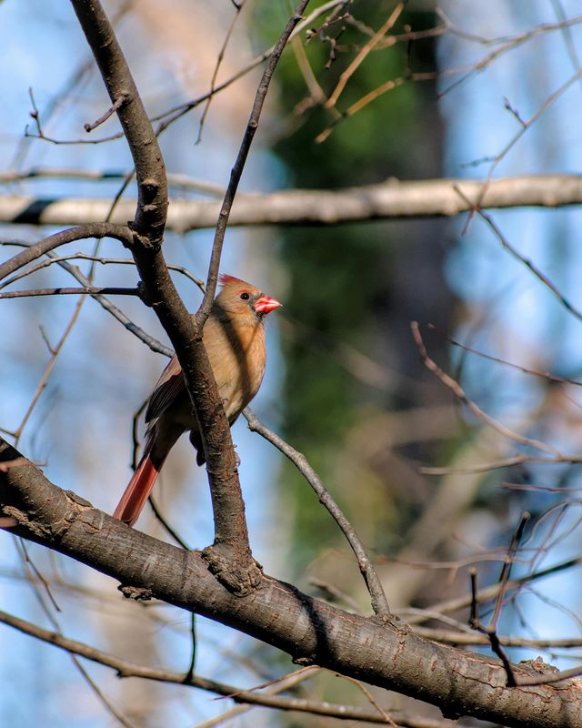 Female cardinal perched on a bare tree branch, red beak, tan feathers, forest background.