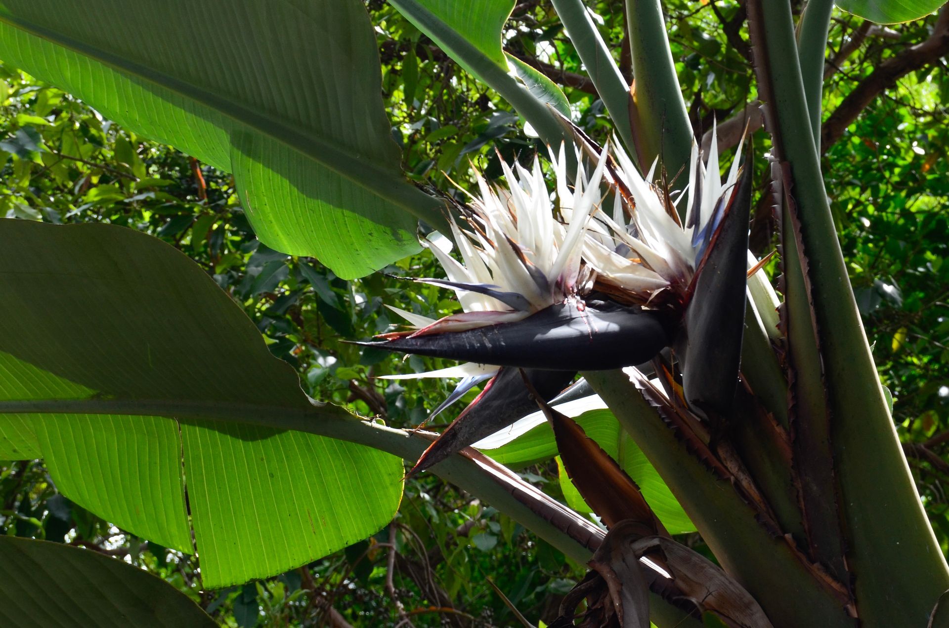 floração ou inflorescência de strelitzia nicolai, fotografada no Jardim Botânico de Lisboa