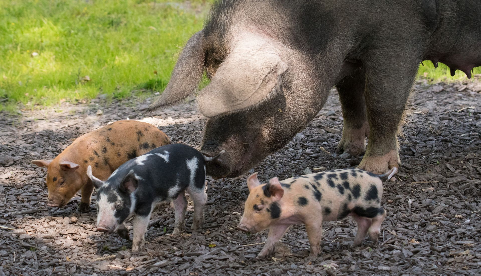 Höör hemma i Höör – Linderödsgrisen