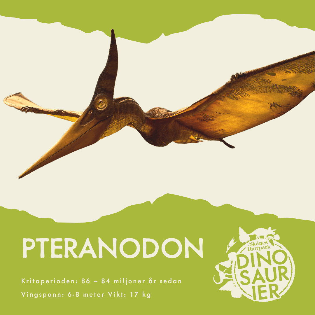 PALEONTOLOGENS LOGG - 3 MAJ 2022