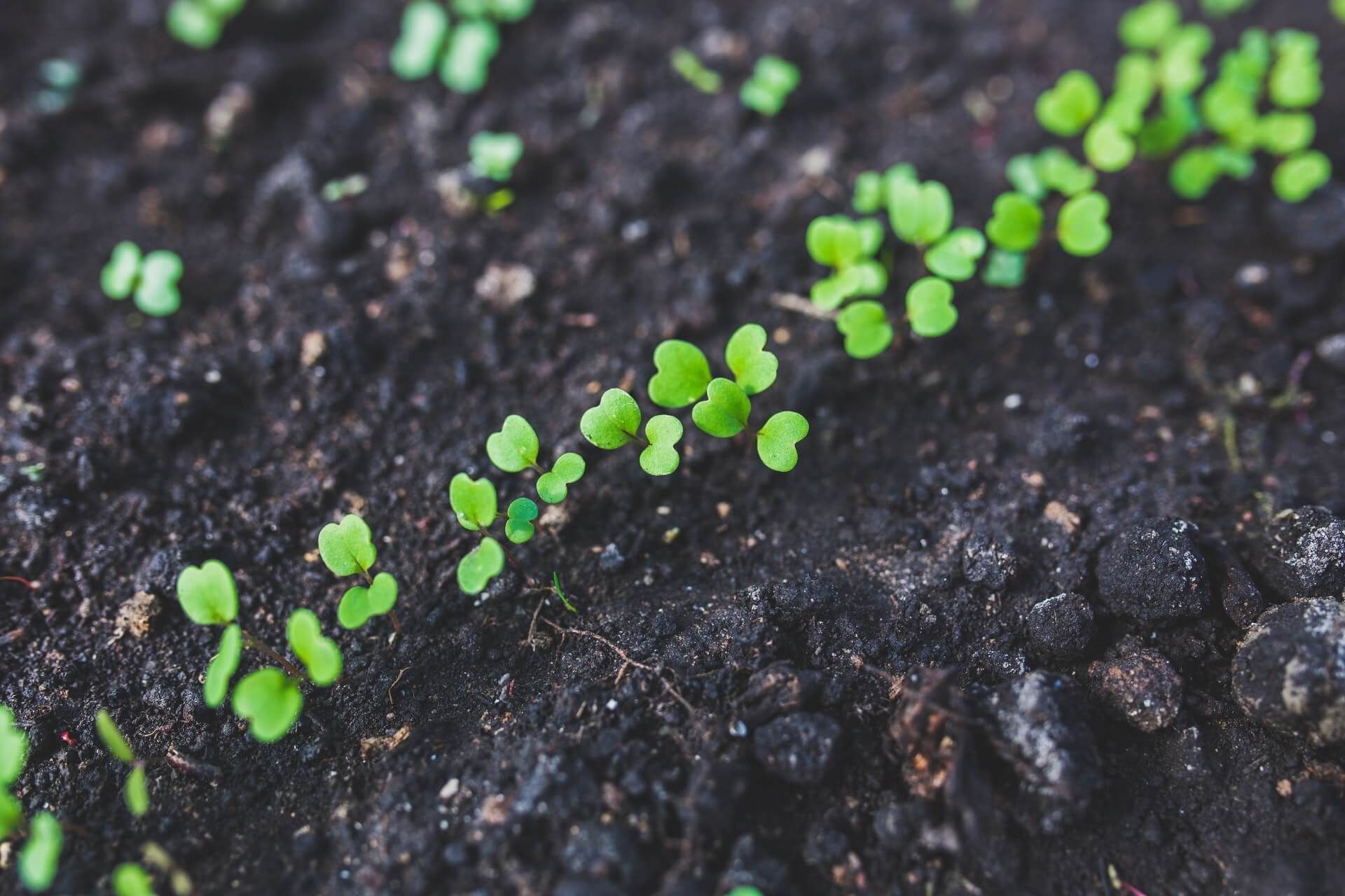 Green seedlings sprouting from dark soil.